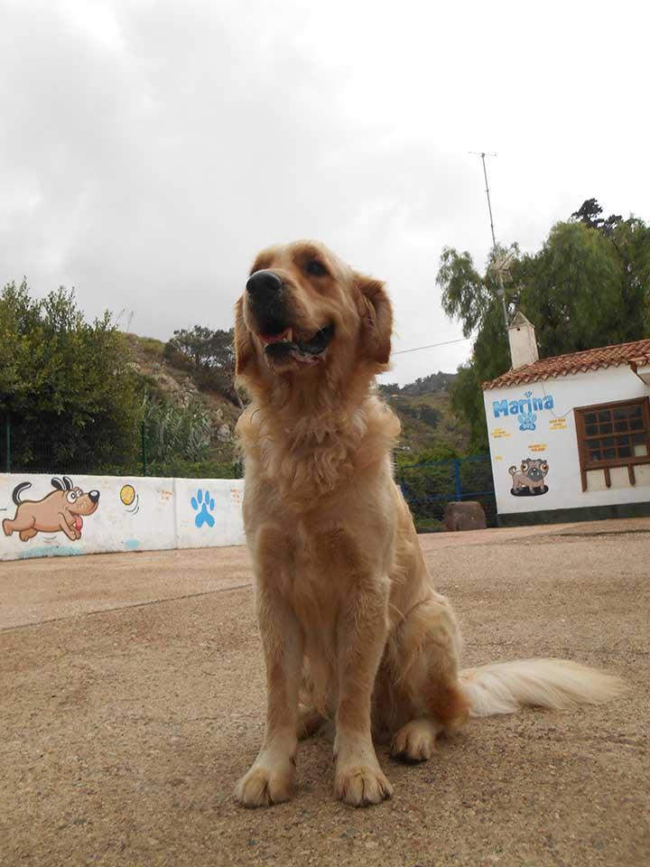 Residencia Canina Marina Dog — imagen 2