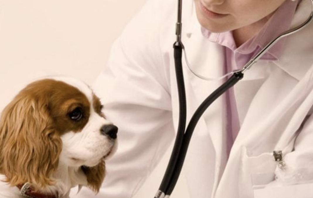 CLINICA VETERINARIA MEDITERRANEA SLP — imagen 2