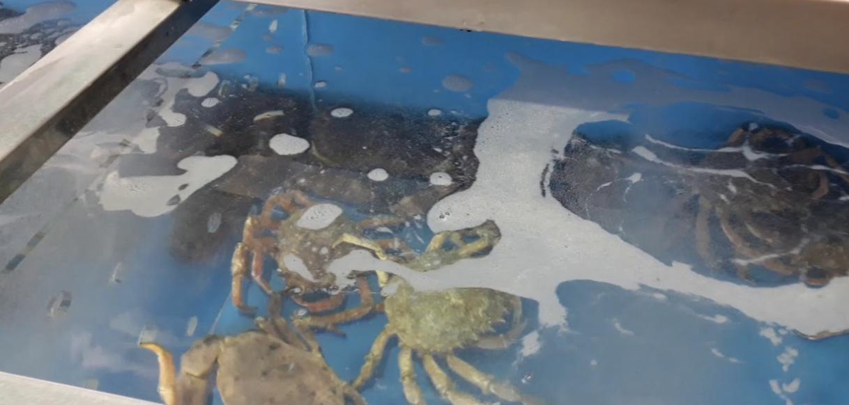 Pescadería La Barquita de San Vicente — imagen 2