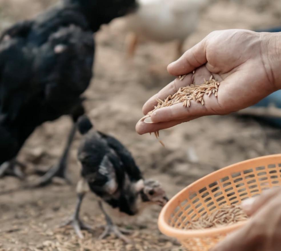 AGRICENTRO MIGUEL PALOMO — imagen 4