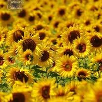 Floristería Cándido - Arte Floral — imagen 1