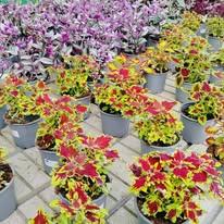 Floristería Cándido - Arte Floral — imagen 3