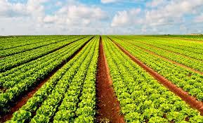 Agricola Gonzalez Martinez — imagen 1