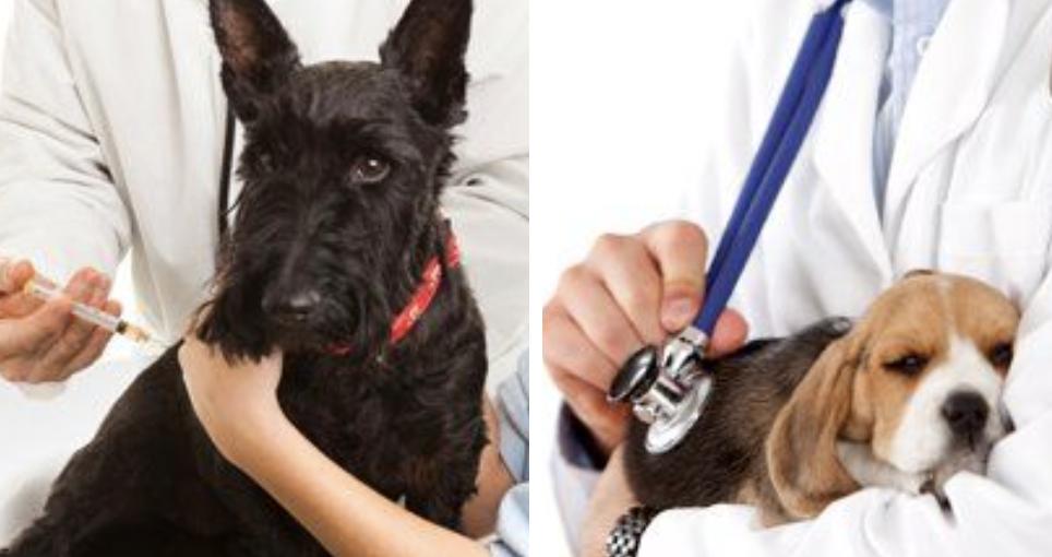 Clínica Veterinaria Perales — imagen 2