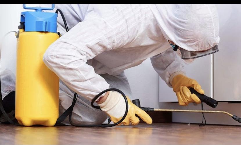 Goldservice Control de Plagas en Barcelona — imagen 2